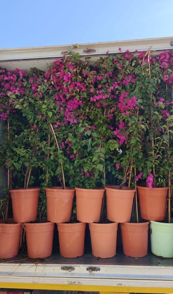 عمل تنسيق حدائق